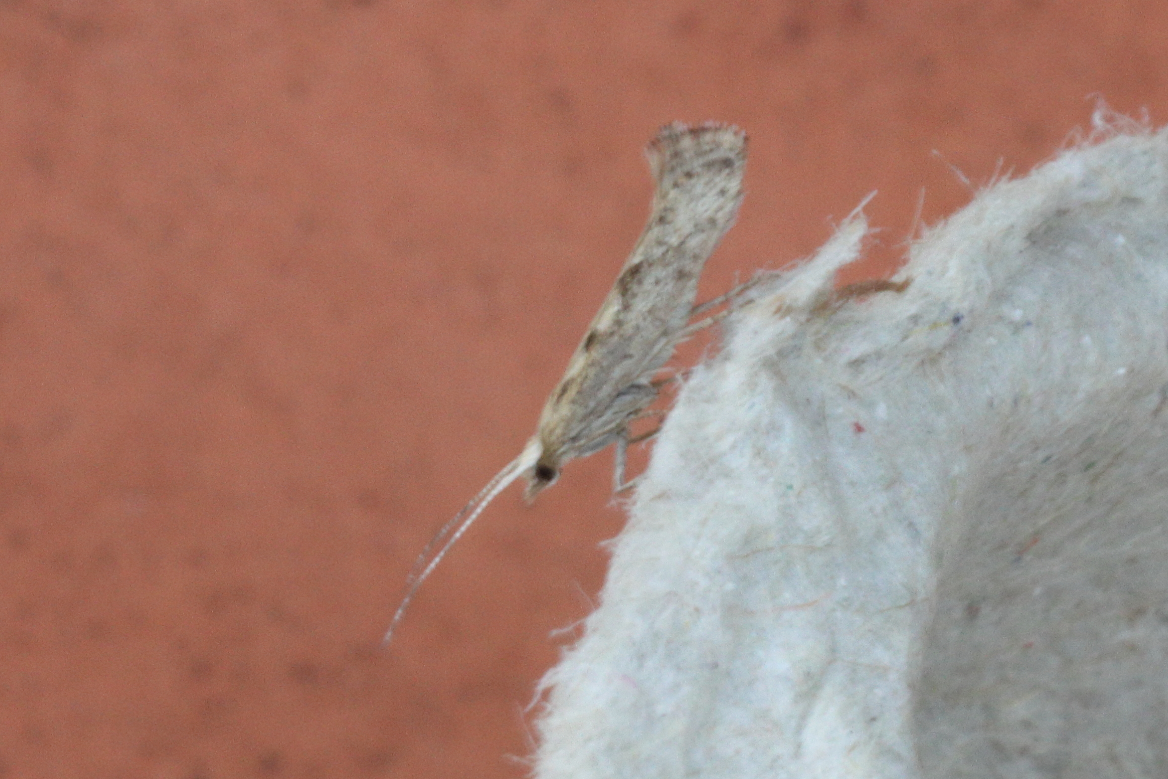 Photo of Diamond-back Moth (Plutella xylostella)